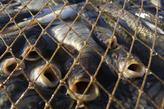 Астраханские полицейские изъяли у браконьеров более 160 тонн рыбы