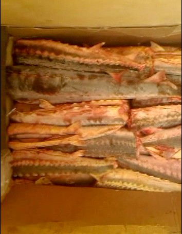 Двое астраханцев, перевозивших в Москву 800 кг осетра, пошли под суд