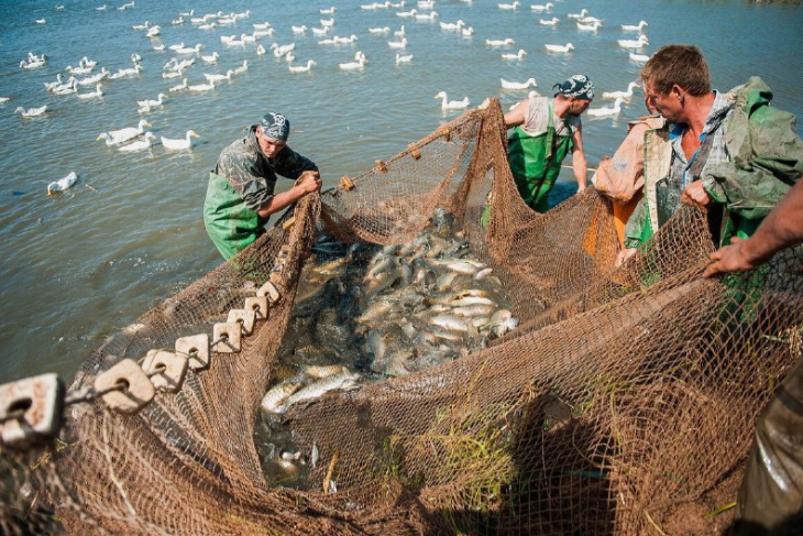 Угроза миновала: на столах россиян астраханская рыба все-таки будет