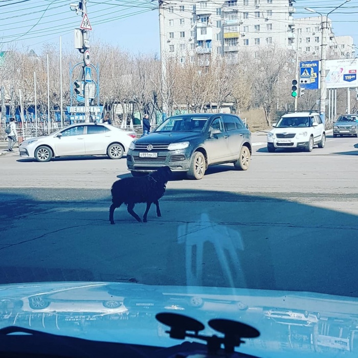 Фото дня: в Астрахани замечена овца, которая соблюдает ПДД