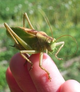 Саранча. Скоро на всех полях страны