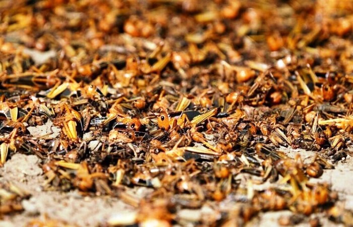 Агроспециалисты Астраханской области и Казахстана подписали соглашение о совместных действиях против саранчи