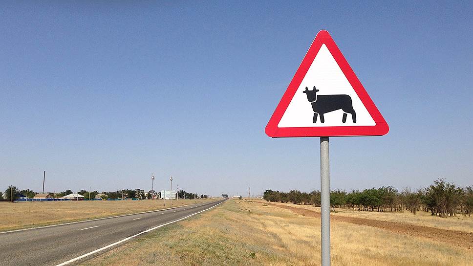 «Коровы-беспризорницы» влетят астраханским фермерам в копеечку. Какие штрафы грозят за беспризорный скот?