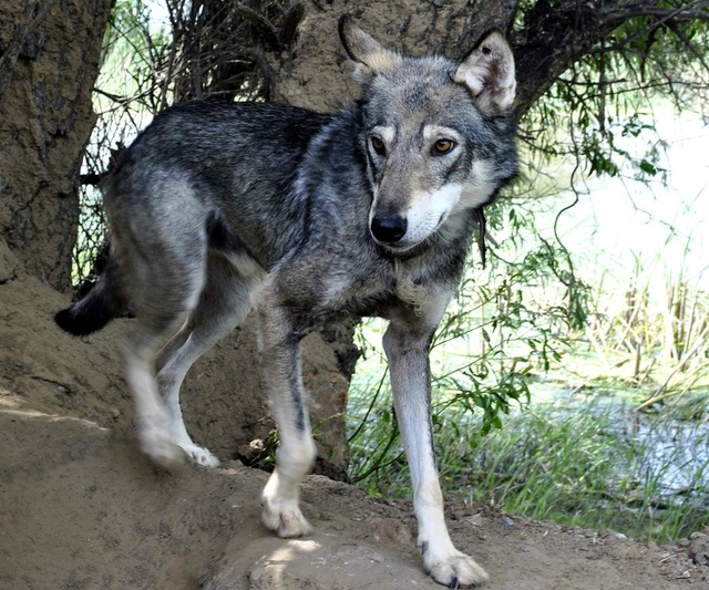 ВОЛКИ ПОЗОРНЫЕ. В Володарском районе волк напал на человека