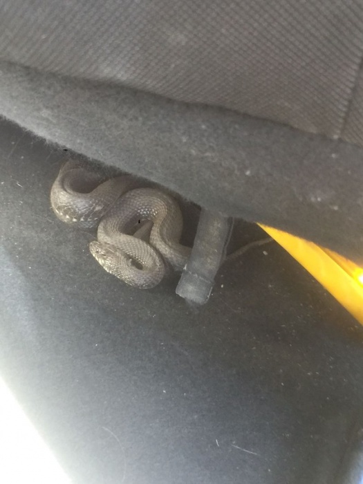 Пригреть змею: В машине астраханки поселился жуткий "подарочек"