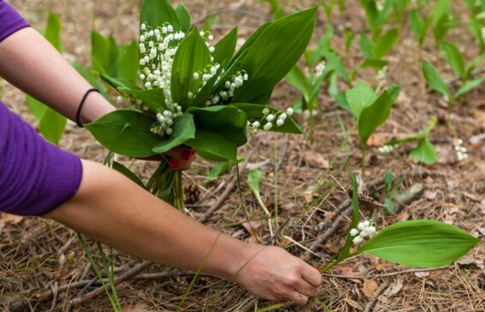 Какие опасные растения можно встретить на улицах Астрахани