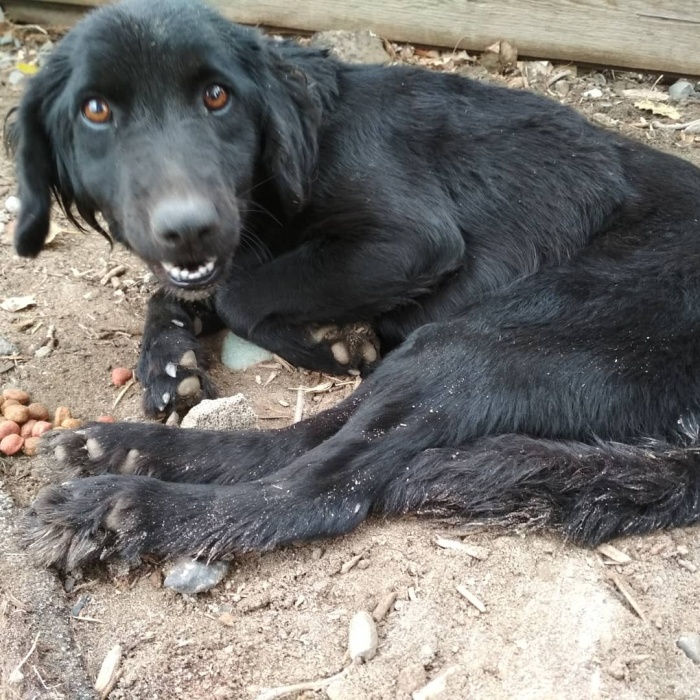 "В Астрахани помочь не могут". Астраханка просит спасти собаку