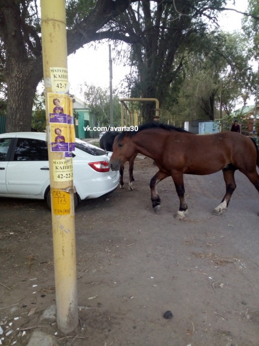 В Астрахани лошади разгуливают по улицам и портят автомобили