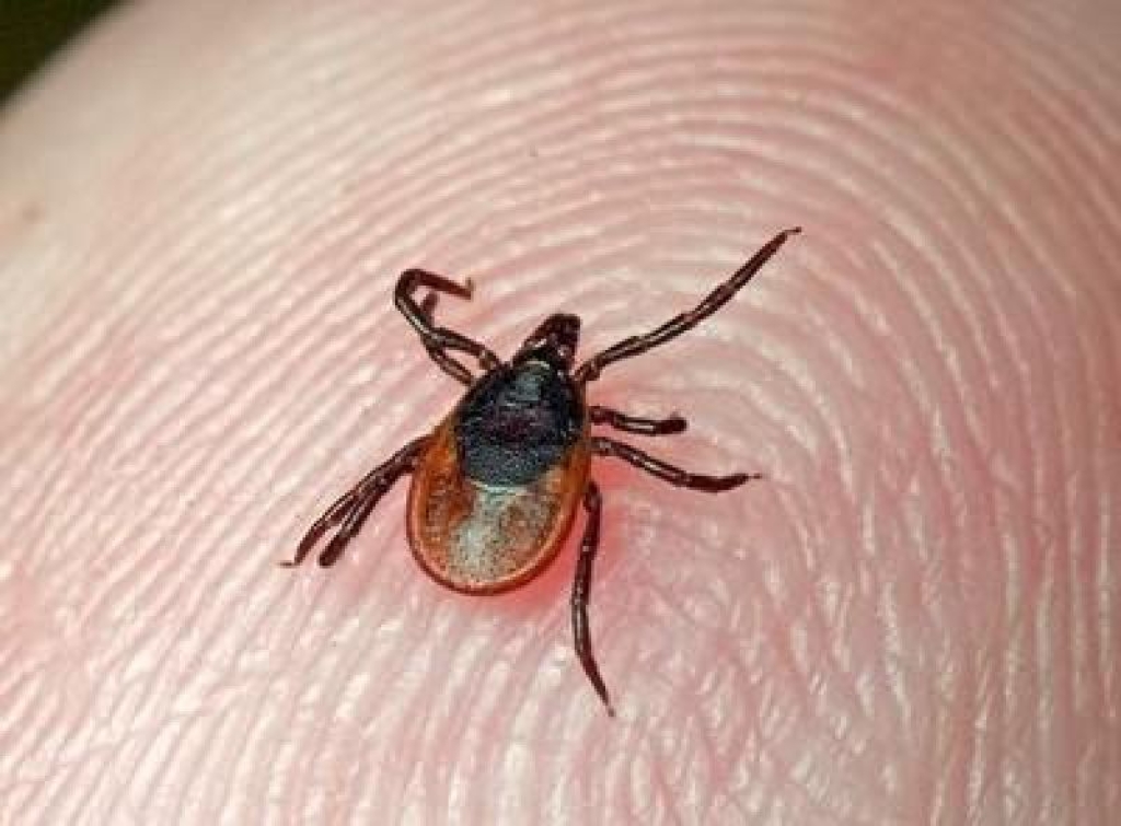  Более 200 астраханцев пострадали от укусов клещей