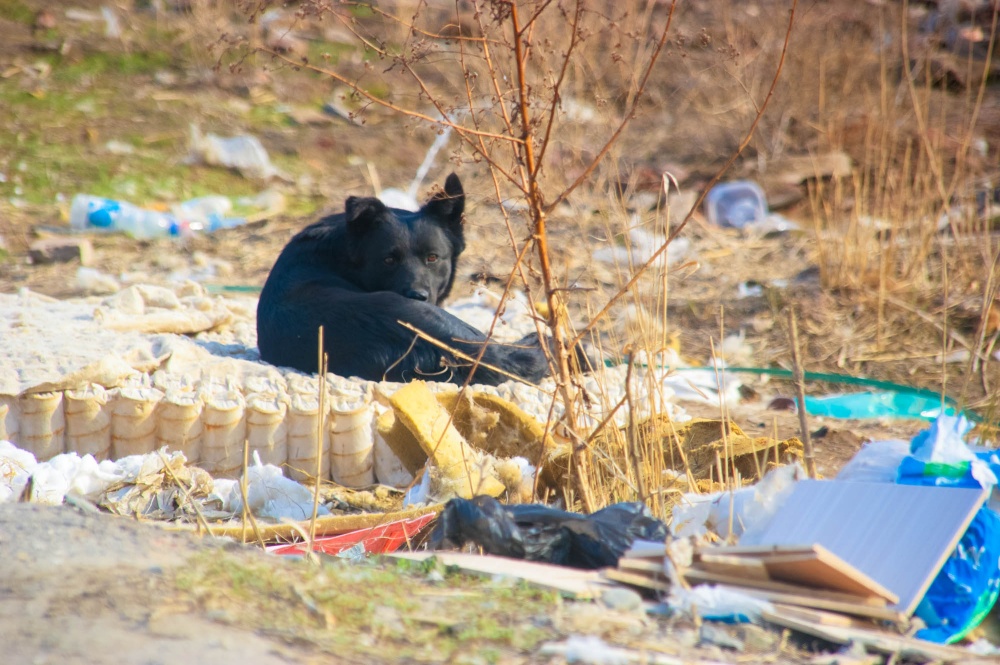 В Астраханской области появятся ещё семь приютов для бездомных животных