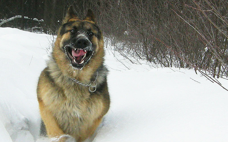 Астраханские полицейские застрелили бешеную овчарку, запугавшую жителей поселка и загрызшую двух дворняг