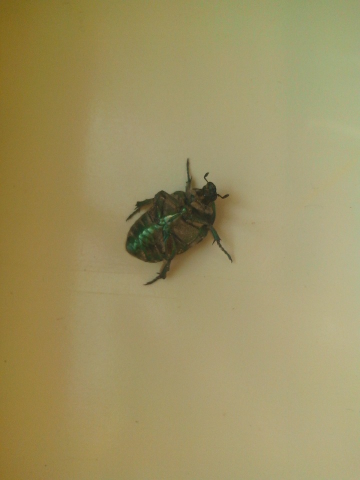 Евгений Дунаев пожаловался, что жуки мешают работать эсерам