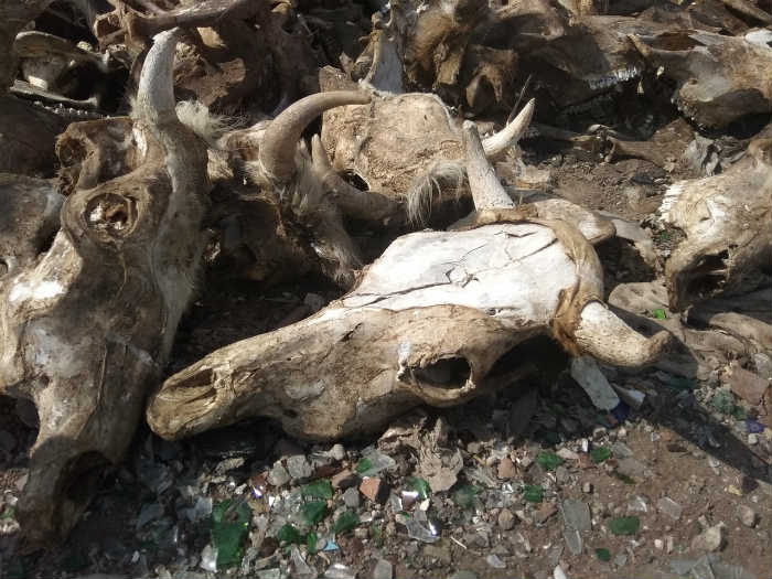 Огромное кладбище животных обнаружили под Астраханью. ВИДЕО
