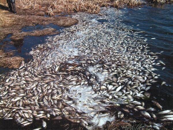 В Астраханской области нашли виновных в массовом заморе рыбы