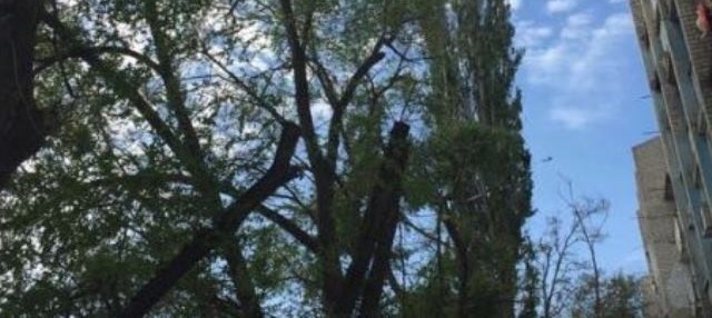 В Астрахани спилили опасные кривые деревья