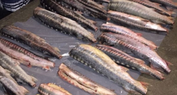 Гостья Астрахани затарилась на Больших Исадах 300 килограммами осетра и севрюги