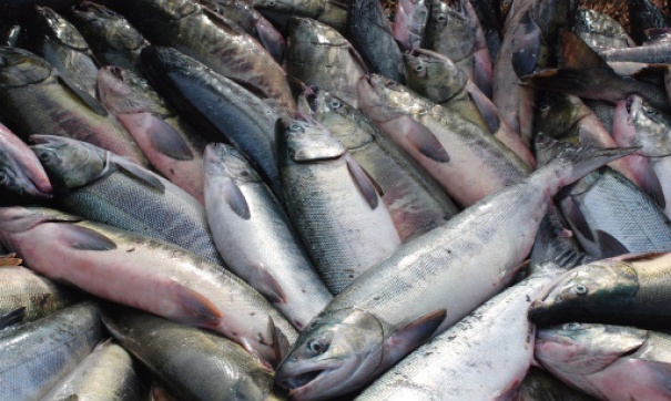Астраханские погранцы не пропустили четыре тонны сомнительной рыбы