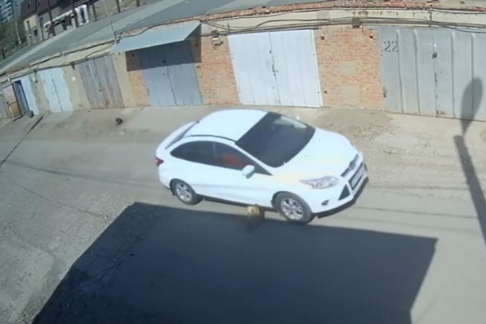 Астраханец, хладнокровно переехавший лежавшую на дороге собаку, признан невиновным