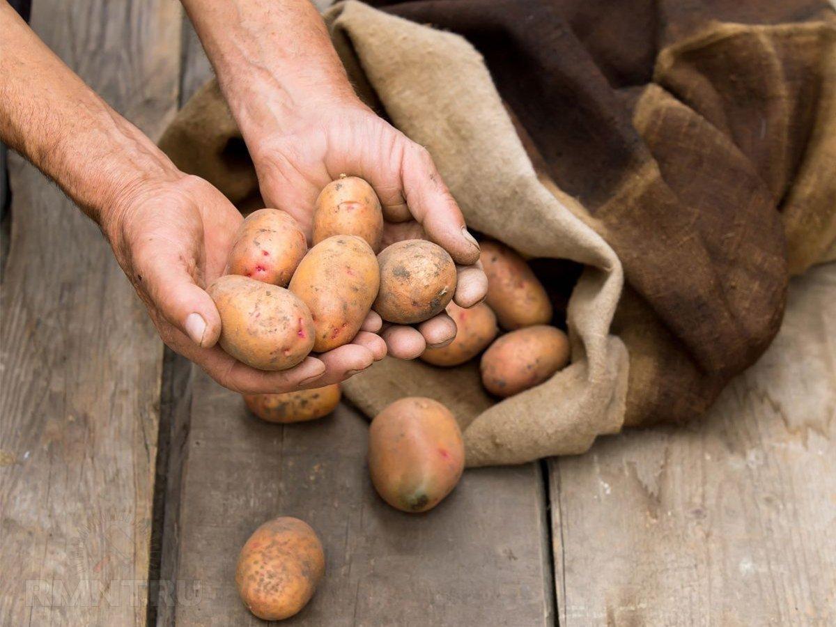 В Астраханской области готовятся к посадке элитные клубни белорусского картофеля