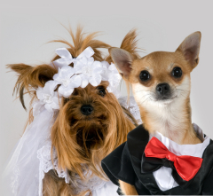 СВОЙ СРЕДИ ЧУЖИХ. В Центральном ЗАГСе появился ведущий-мужчина