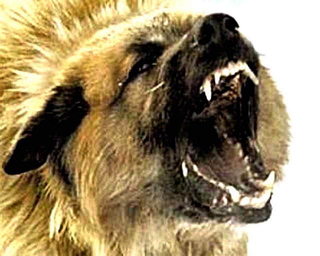 ОБЫКНОВЕННЫЙ СОБАЧИЙ ФАШИЗМ или, По ком лает бродячая стая…