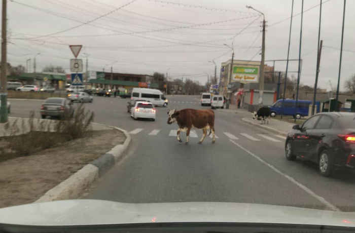 Астраханские коровы переходят дорогу по правилам