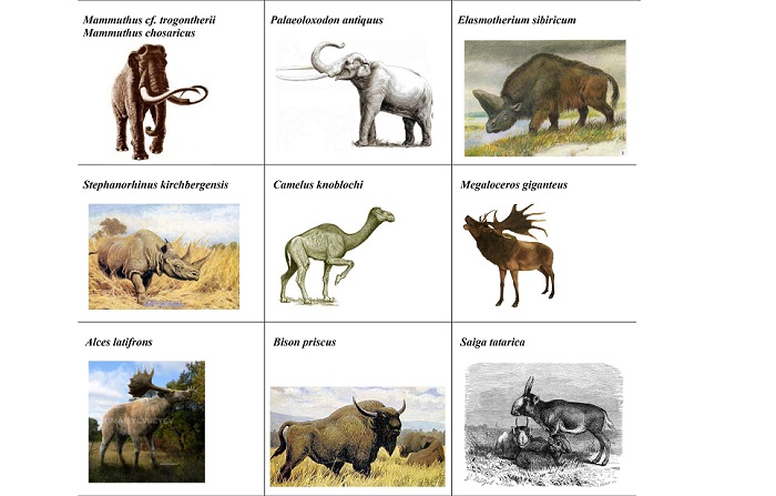 Записки астраханского натуралиста. Вымершие степные гиганты – носороги