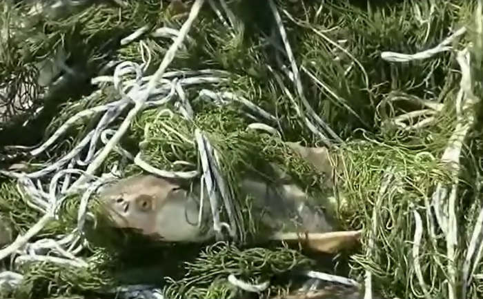 Астраханские пограничники показали на видео, как спасали из браконьерского плена осетров 