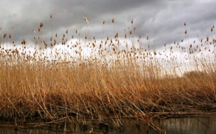 В дельте Волги вытащили из воды тело 62-летнего сельчанина