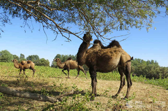 Прокуратура проверит информацию об одичавших верблюдах, терроризирующих жителей астраханских сел