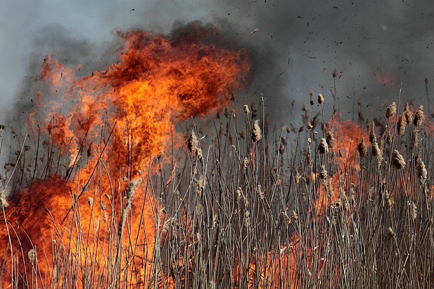 Астраханская область сегодня вынужденно горит