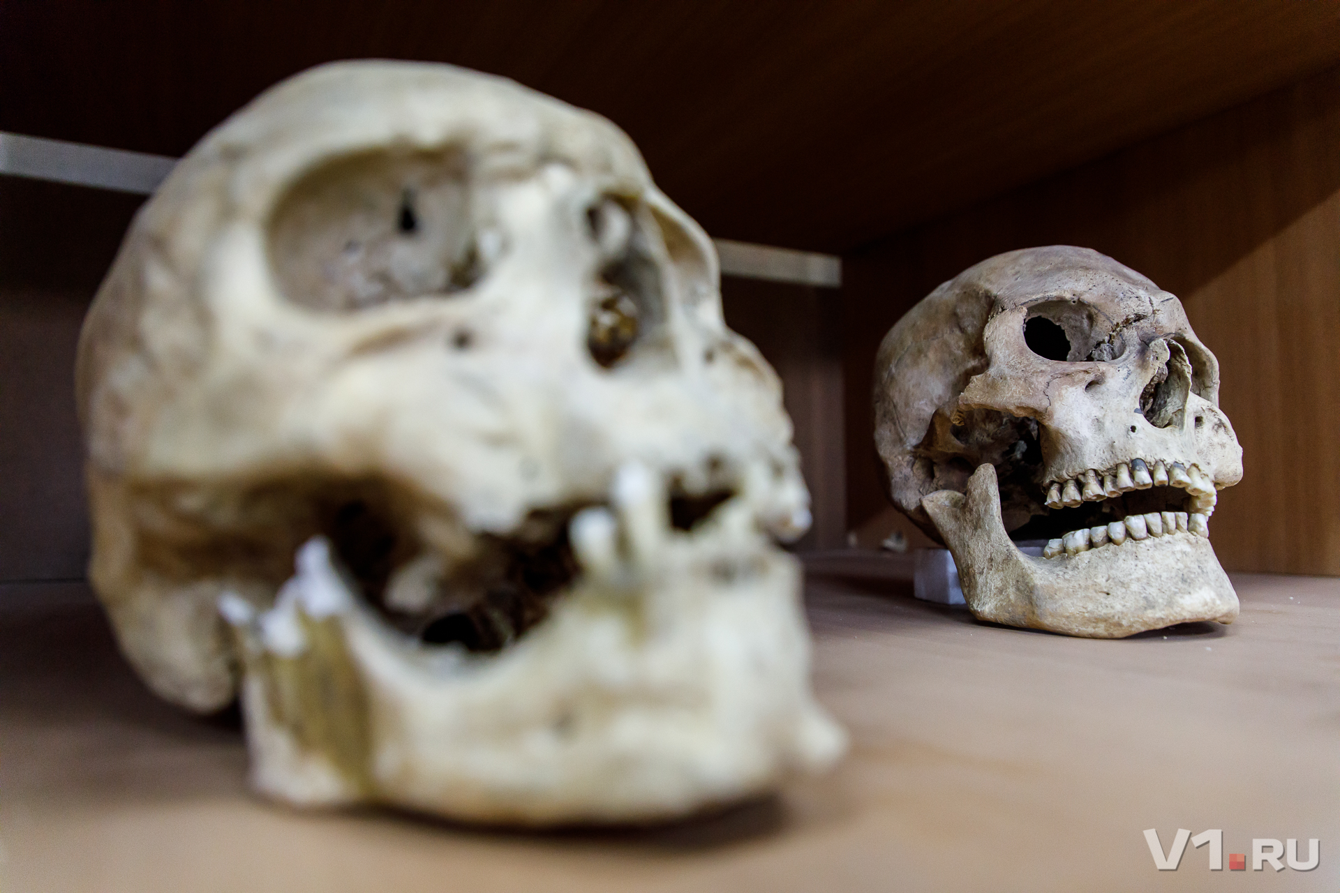 В Астраханской области нашли черепа чернокожих рабынь