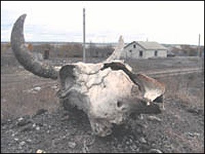 В Астраханской области есть риск эпидемии сибирской язвы?