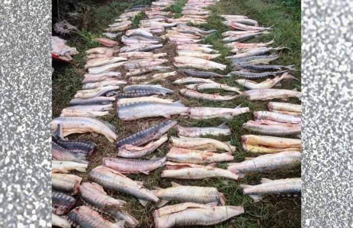 Задержаны пять астраханцев, наловившие 168 особей русского осетра