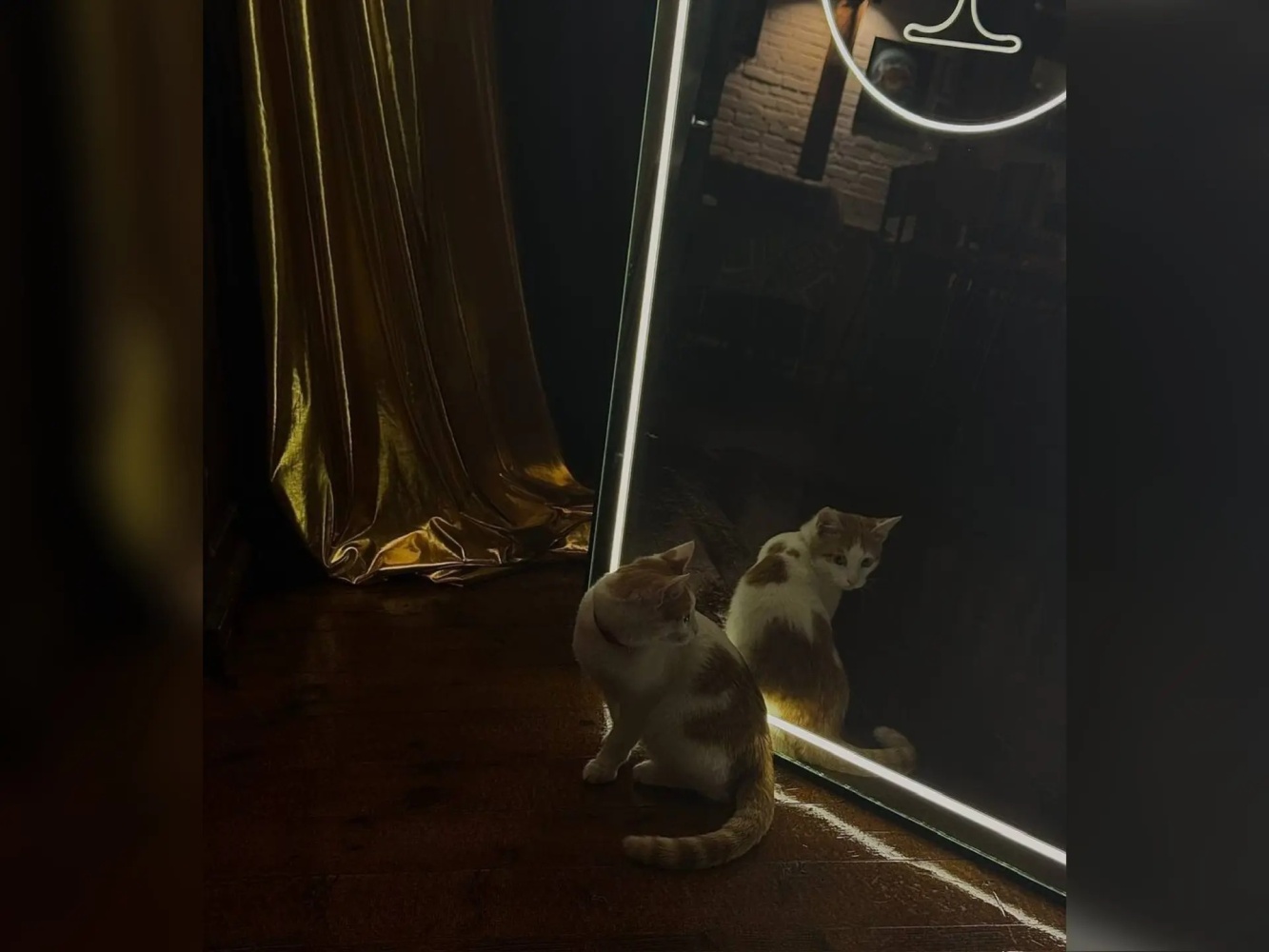 Пропавшего в Астрахани кота-бармена нашли