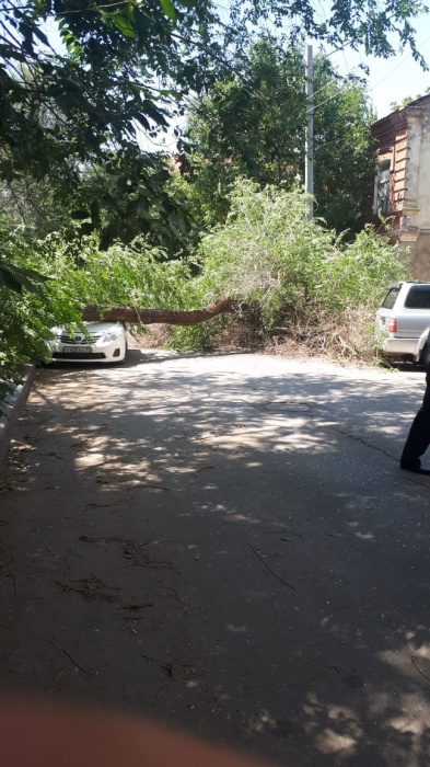 В Астрахани гнилое дерево раздавило иномарку