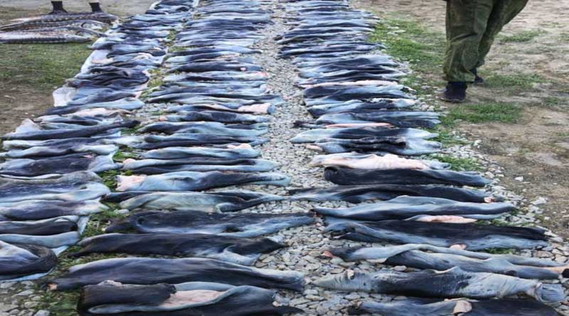 Астраханские силовики задержали браконьеров со шкурами