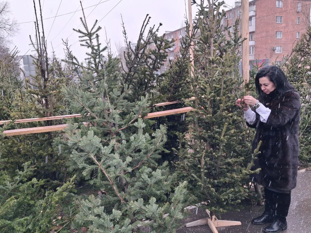 Ёлка с «живностью»: астраханцам рассказали, опасен ли елочный клещ