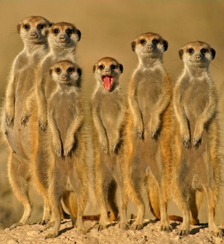 Степновский сельсовет готовится к выборам: 20 кандидатов на 106 жителей