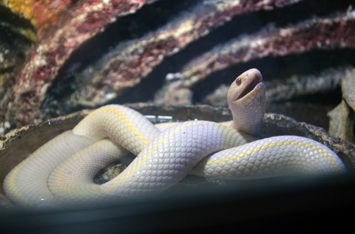 В астраханском зоопарке живет питон, который любит обниматься