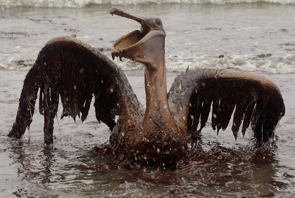 Птиц, пострадавших от нефтяных загрязнений, будут лечить в Астрахани
