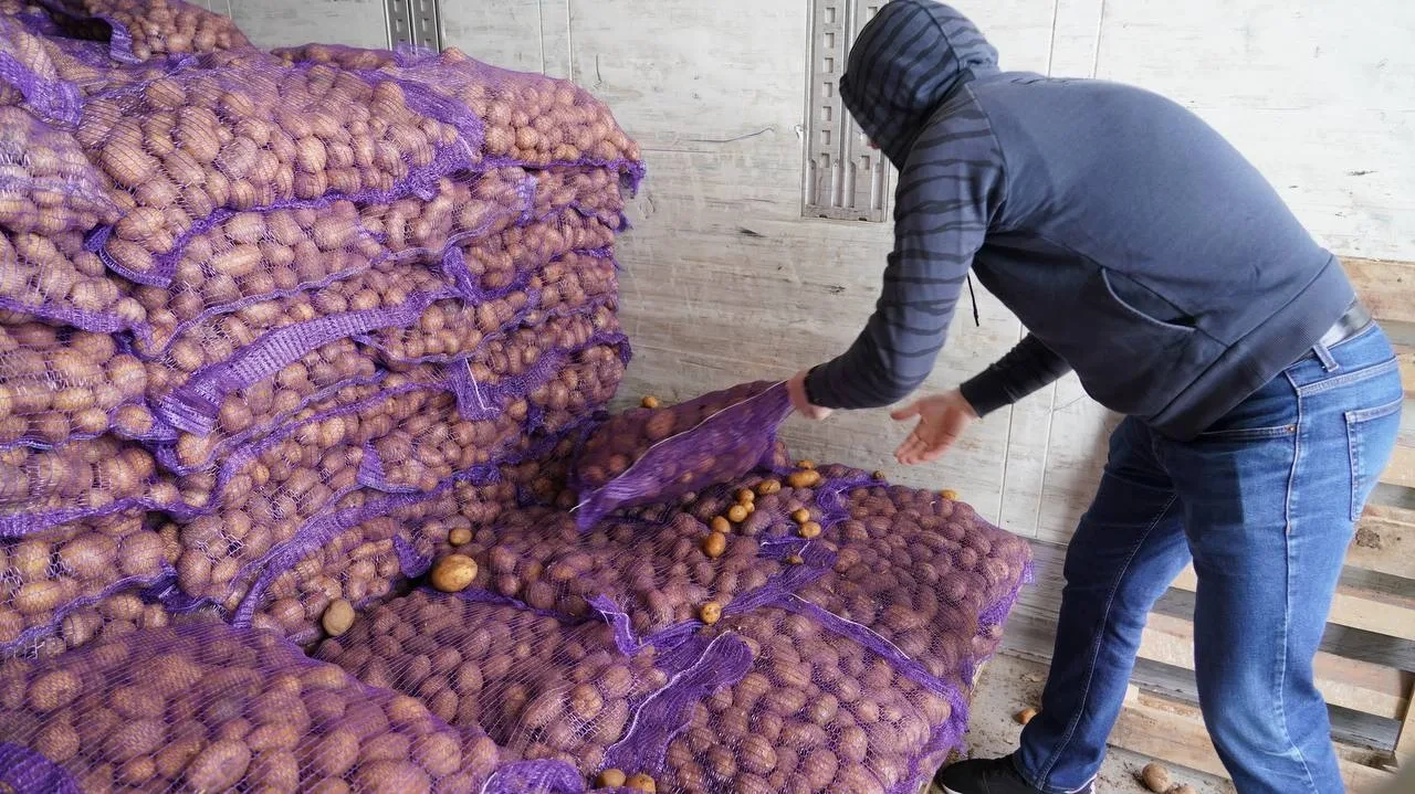 Семенной картофель из Астрахани привезли в пострадавшие районы Дагестана