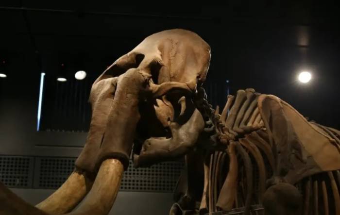 Под Астраханью нашли хорошо сохранившийся скелет мамонта