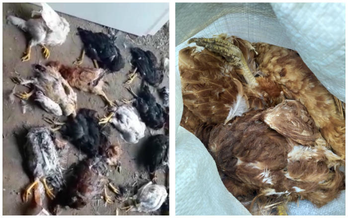 Кровавая драма на тридцатке: собаки задрали больше ста кур и другой домашней живности