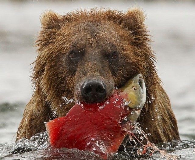 Нормальная статья про праймериз (городские округа)