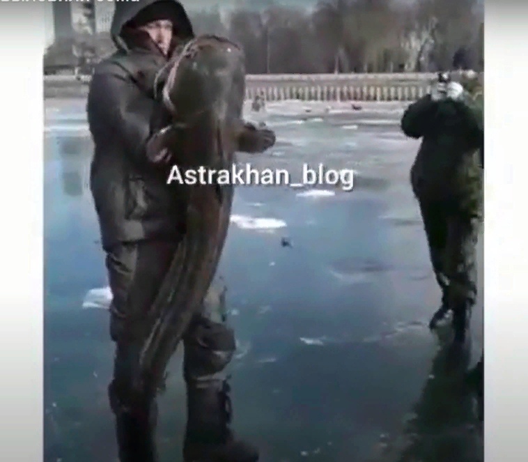 Астраханские рыбаки выловили сома-гиганта с человеческий рост. Видео 