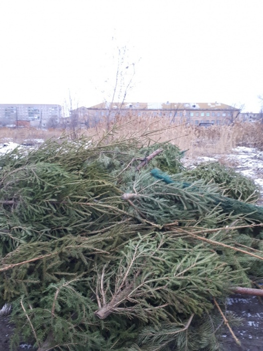 Печальное фото дня: кладбище новогодних ёлок