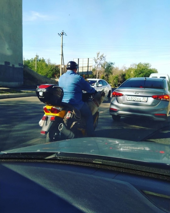 В Астрахани сфотографировали зообайкера