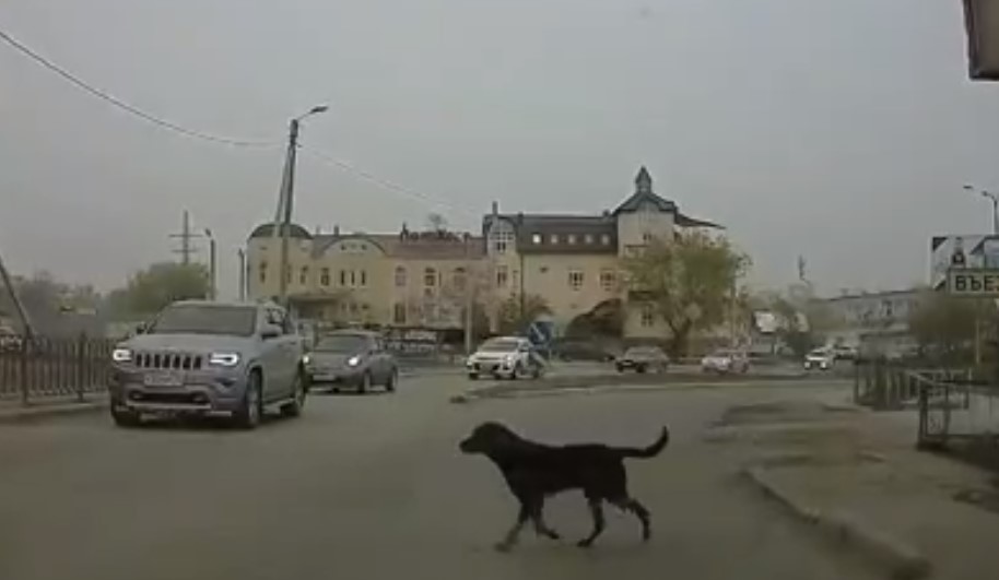 В Астрахани появилось видео-доказательство, что собаки умнее людей