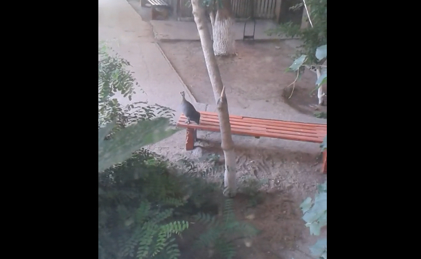 В подвале многоэтажки поселилась непрошеная гостья